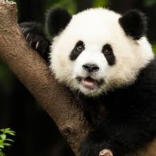 animales-bonitos-oso-panda