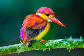 aves-exóticas