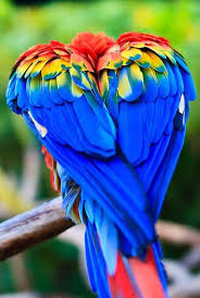 aves exoticas