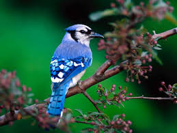 pajarillo cantor