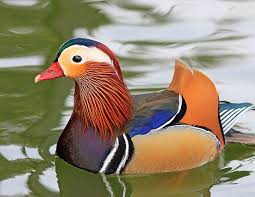 pato mandarin