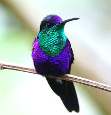 zafiro coroniazul